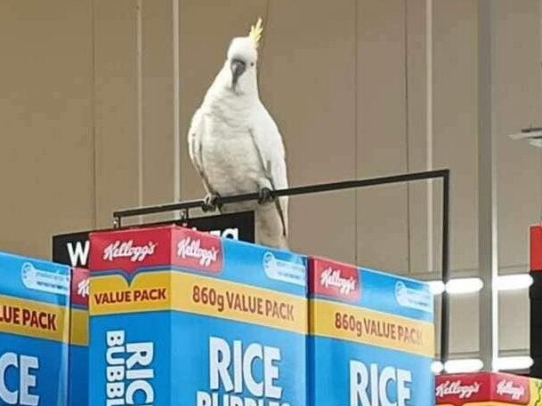 Mickey the cockatoo has been rescued after spending four weeks trapped inside a shopping centre,  sleeping and eating inside a Coles supermarket. Picture: Ricardo Lonza