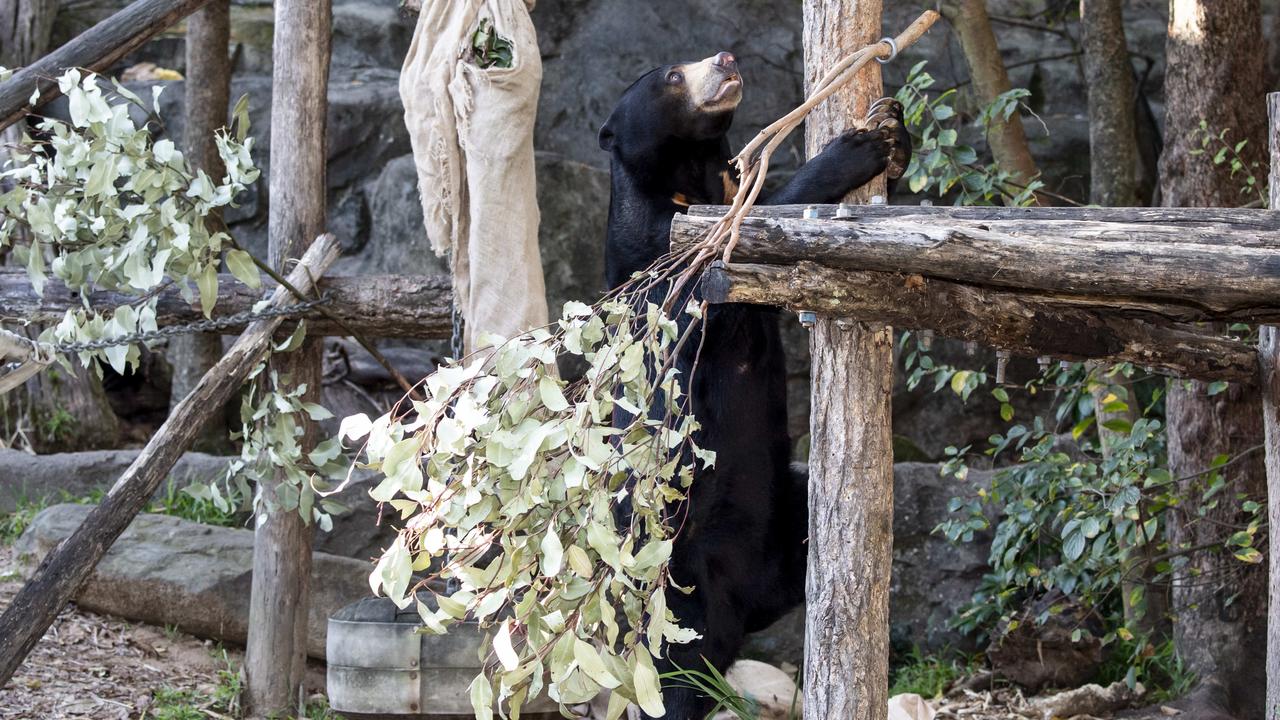 Mary is Taronga Zoo’s resident sun bear. Picture: Monique Harmer