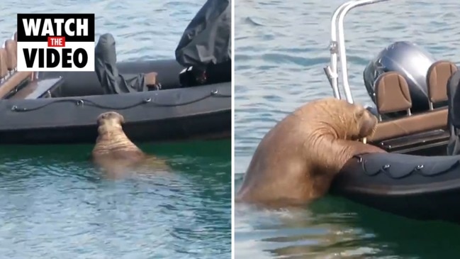 Wally the Walrus keeps sinking people's boats