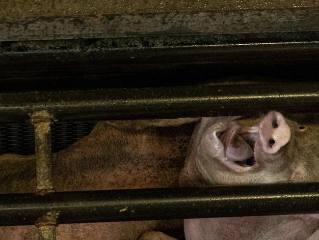 New hidden camera footage has revealed the way pigs are killed for their meat in Australia may be much less humane than previously thought. Picture: ABC