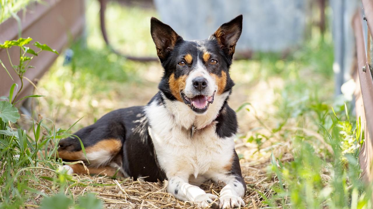 Zoe the KelpieBorder Collie wins The Weekly Times Dog Calendar