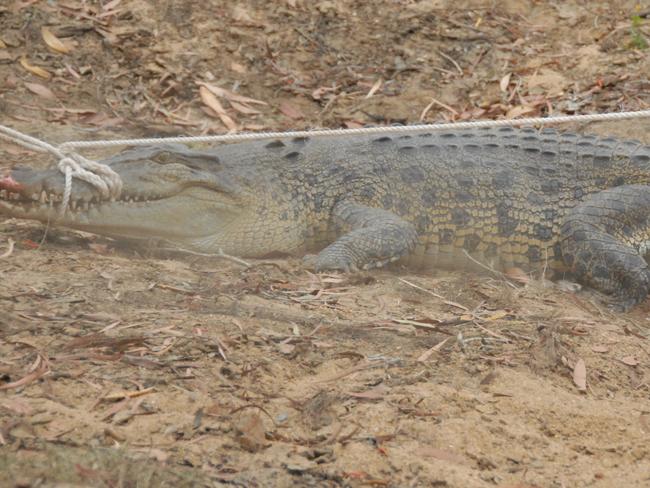 Supplied image from the University of Queensland showing Kensington the crocodile being tagged with a tracking device as part of a historic, Irwin family backed project in Cape York. Photo: University of Queensland