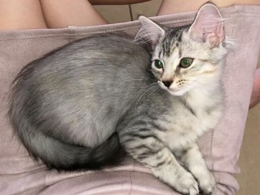 This is our girl Ash who is 7-months-old. Picture: Kayte Adcock