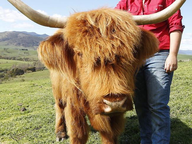 DVG - Scottish Highland Cattle. Bec Lynd (pictured) owns a property North of New Norfolk where her and her partner raise Scottish Highland Cattle for the domestic market.