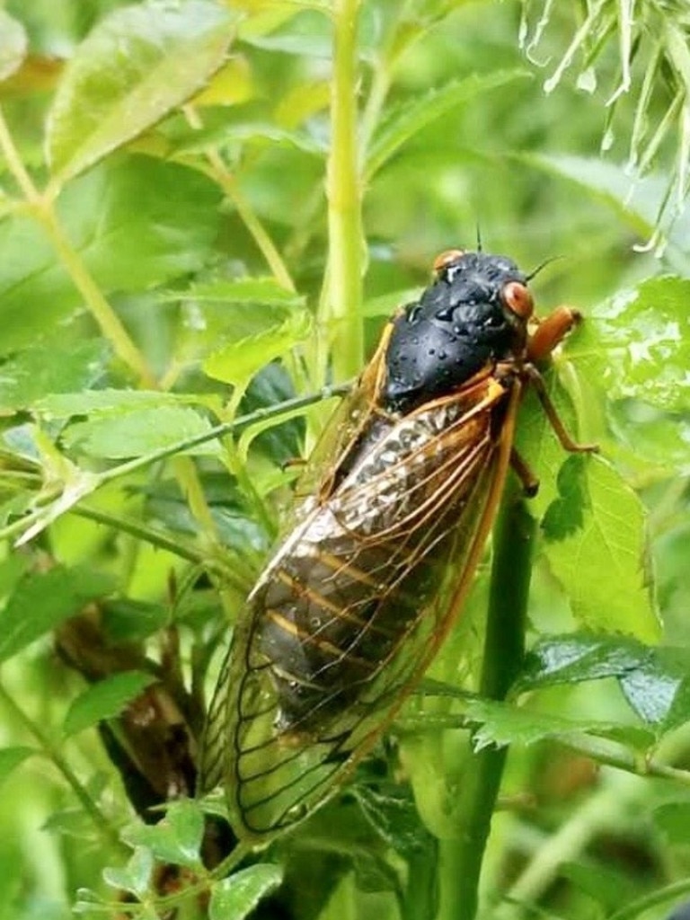 The research team said the fungus is similar to rabies. Picture: West Virginia University Photo