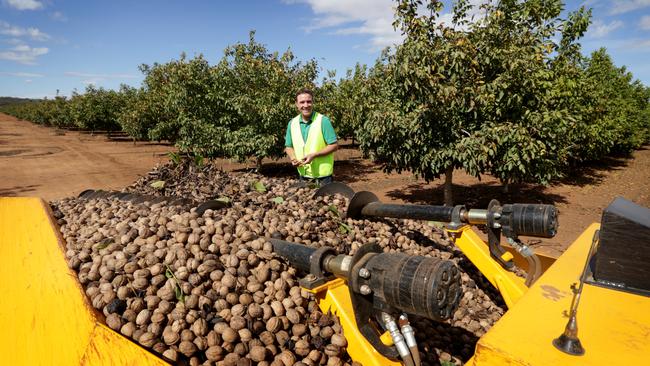 Harvested walnut pods at Webster’s Walnuts Australia farm near Leeton, NSW.