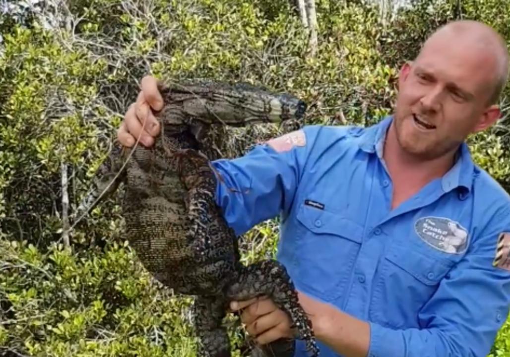 Snake Catcher Dives for Swift Goanna