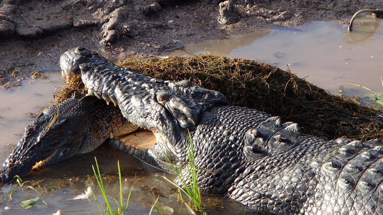 Maxi the croc eating another saltie. Picture: Supplied