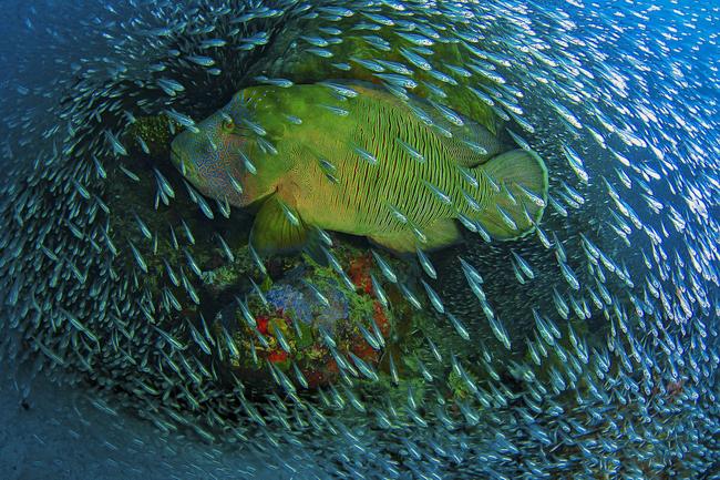 2014 National Geographic Photography Contest ... Honorable Mention Nature Photo: On a windy day right after a Cyclone passed the far northern Great Barrier Reef I took some friends out to the reef. Never before I saw that many glass fish on this particular coral ‘bommie’. Just when I setup my camera, this Napoleon Wrasse swam right through the school of fish building a living frame. Location: Cairns, Great Barrier Reef, Flynn Reef, Australia. Picture: Christian Miller /National Geographic 2014 Photo Contest