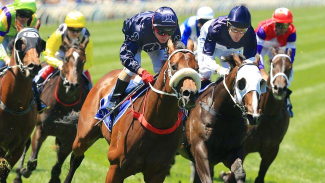 Zoustar is one of Australia’s most successful stallions. Picture: Mark Evans