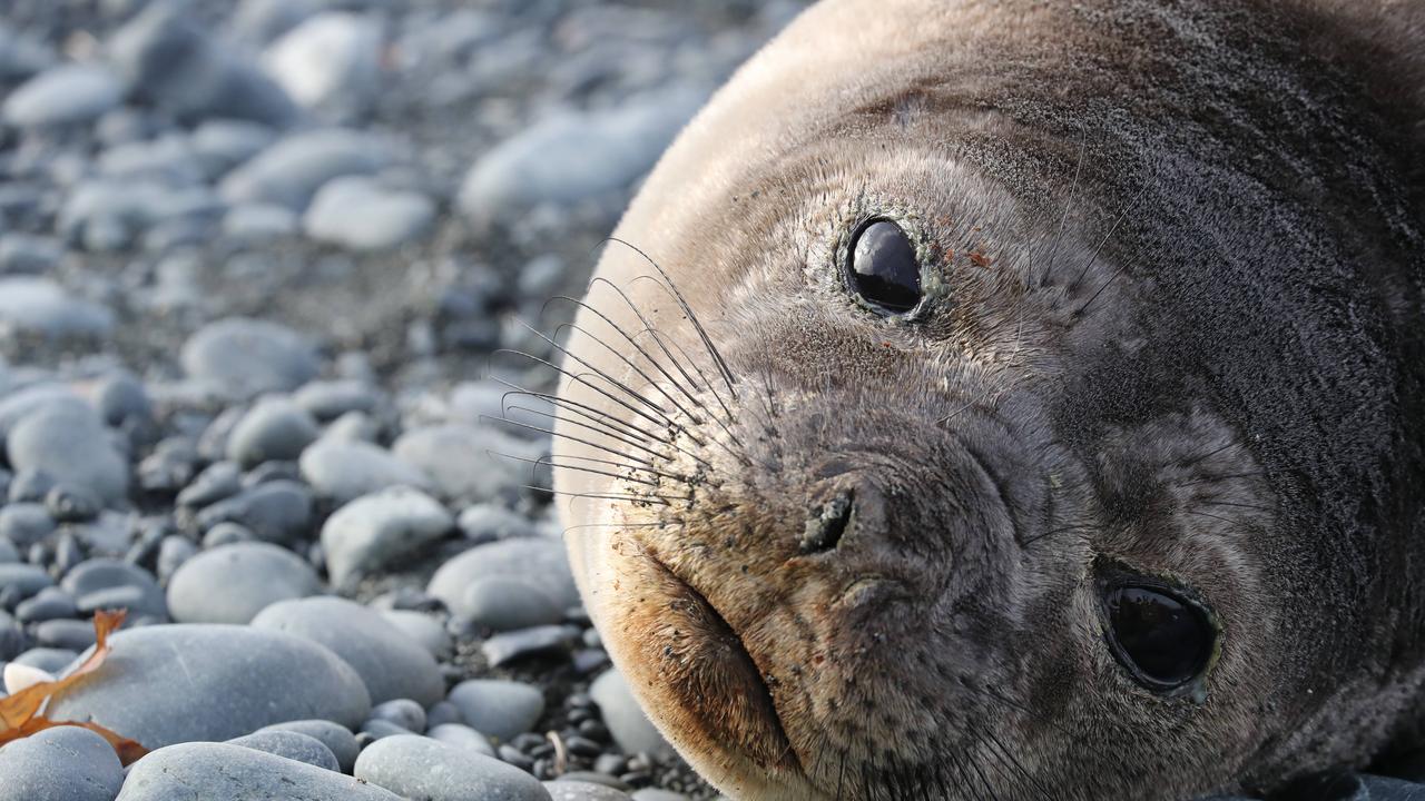 For decades, Macquarie Island has faced the bleakest of times. But the fate of this world heritage wonderland appears finally on the turn. The island’s spectacular wildlife is now flourishing as its pests are eradicated, and the landscape recovers. Picture: Ryan Osland