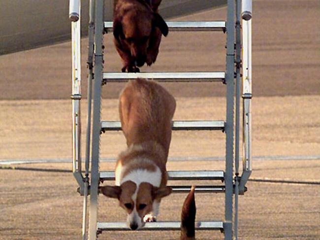 SEPTEMBER 1998 - The Queen's dogs leave an aircraft of The Queen's Flight from Aberdeen at Heathrow Airport . Queen Elizabeth is a keen dog lover, particularly of Corgis, and travels with them,  whenever she can. (AP photo/Tim Ockenden/PA ) **UK OUT MAGS OUT NO SALES**/pets/pet dogs/royalty