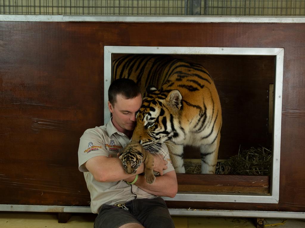 Dreamworld's two tiger cubs, born to Adira at Tiger Island. Picture: Patrick Martin-Vegue, Tiger Island Manager With handler Ben Kearton