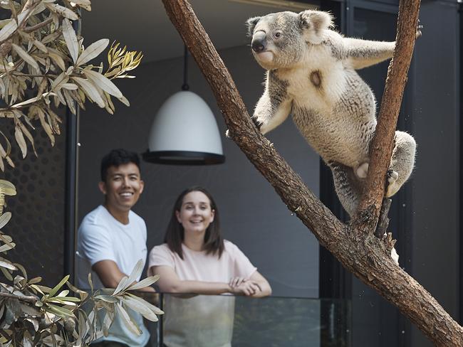 Taronga Zoo's Wildlife Retreat for story