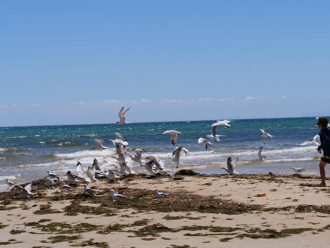 Seagulls in flight at Frankston beach. Picture: Tracy De, Mooroolbark.