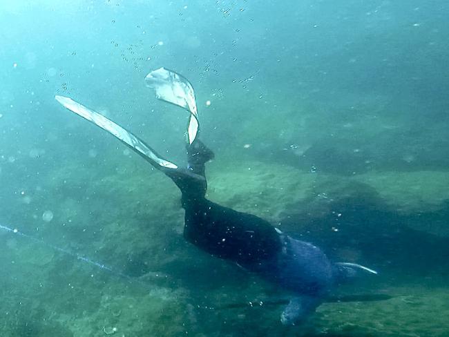 Mackay dad Shaun Tencate spearfishing off Kurrimine Beach. Picture: Contributed