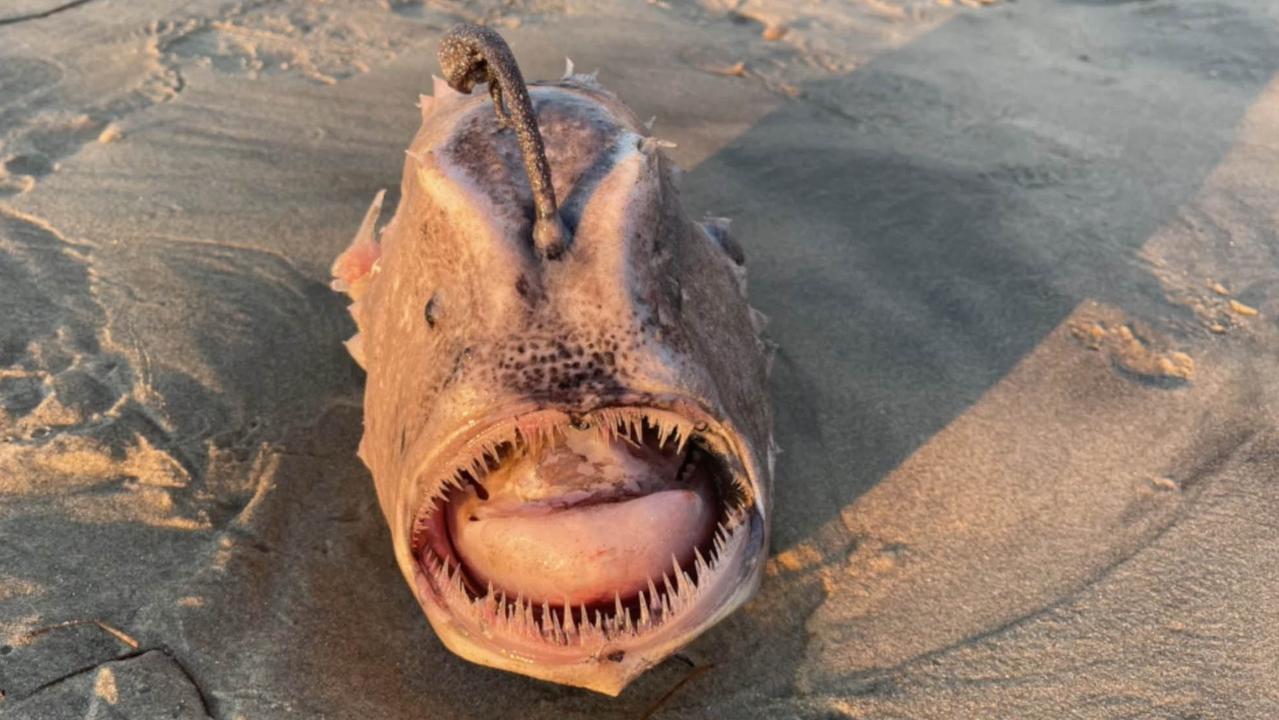 Jay Beiler said the fish was ‘the stuff of nightmares’. Picture: Jay Beiler via Storyful