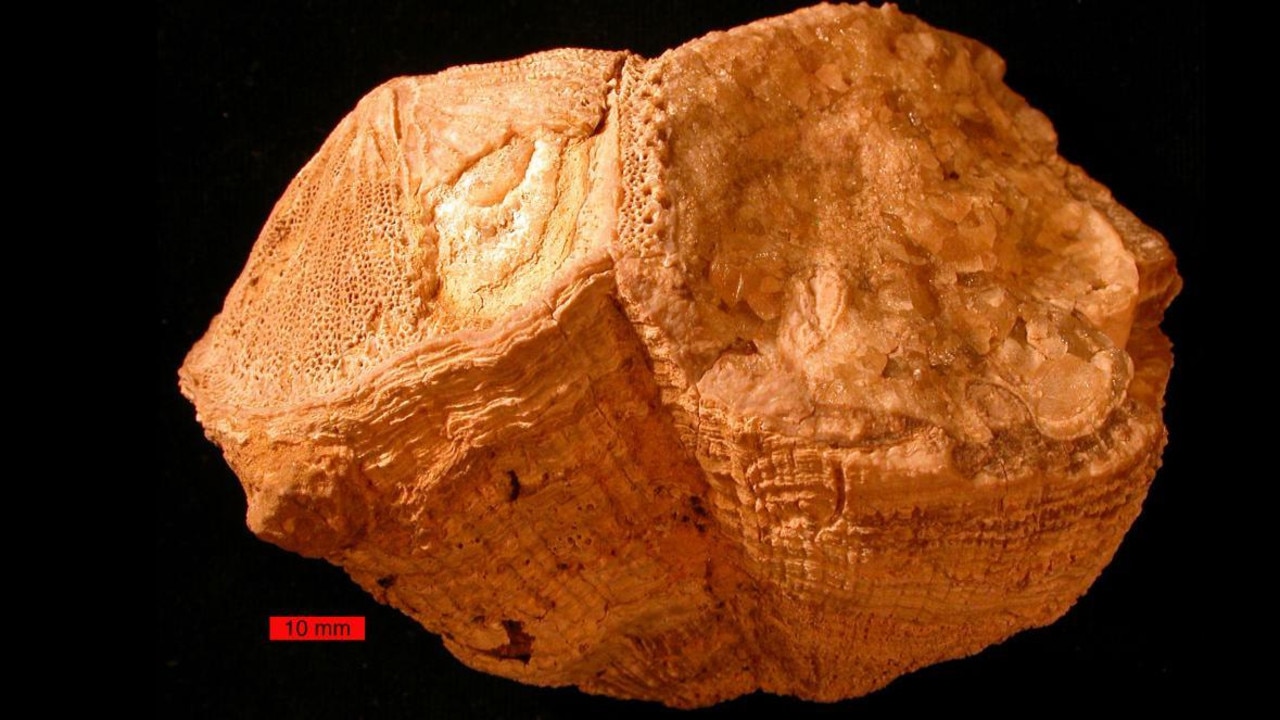The fossilised clam or mollusc from the Cretaceous period. Picture: supplied