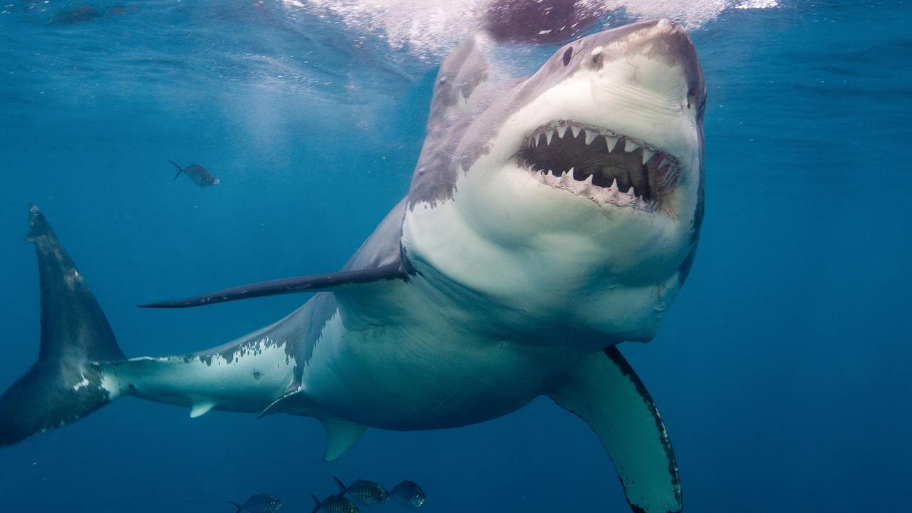 A great white shark at Neptune Island in SA. Picture: Supplied