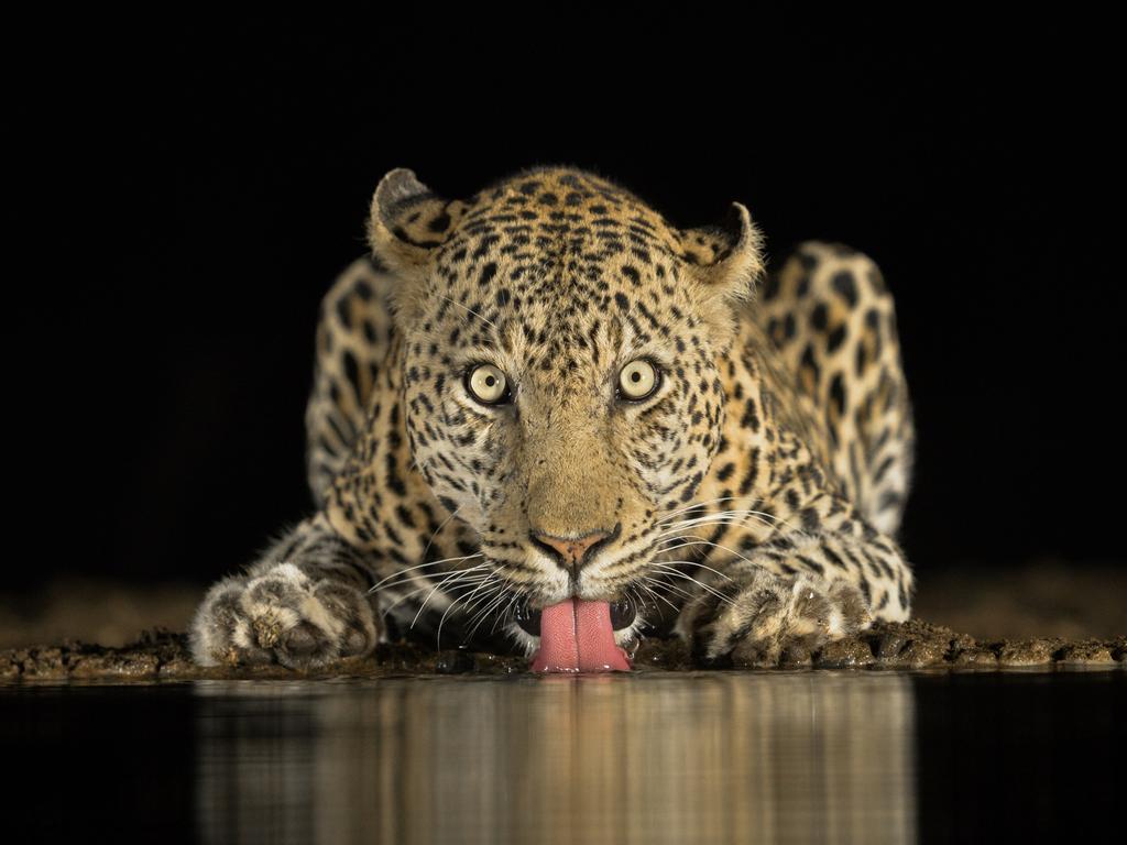 Image Name: Eye to Eye. Image Description: Zimanga game reserve, South Africa - Whilst sitting in an overnight hide on the edge of as waterhole, one never know what animals may come and drink. When this large male leopard showed up, the excitement was profound. It is not often that you get to photograph a leopard eye to eye on its level a mere 4 meters in front of you. Your heart races and adrenaline pumps through your veins, it truly was an experience of a lifetime. Copyright: Brendon Cremer, South Africa, Commended, Open Wildlife and Winner, South Africa National Award. Picture: Sony World Photography Awards/ Bendon Cremer
