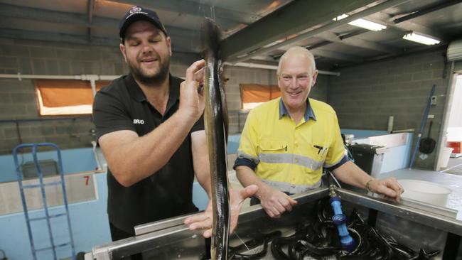 A new Tasmanian Eel aquaculture exporting business at Bagdad is trying to break into the multi billion Asian market. Pictured at the farm is father and son team (L-R) Wayne and Brad Finlayson sorting out some young Eels / Elvers. PICS: MATT THOMPSON