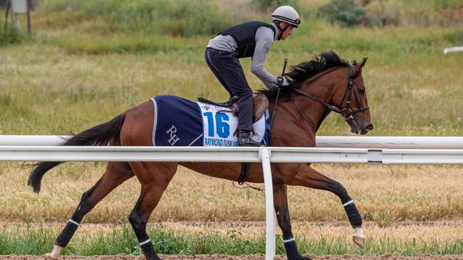 Raymond Tusk during a session at Werribee. Picture: Jason Edwards