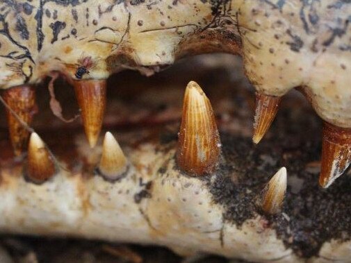 We are waiting to get the call about how many crocodiles we’ve caught today at the Steve Irwin Wildlife Reserve in Far North Queensland. Looking forward to finding out and tracking more of these modern day dinosaurs. How incredible is this shot of croc teeth? They are such gorgeous animals. Picture: Australia Zoo/Instagram