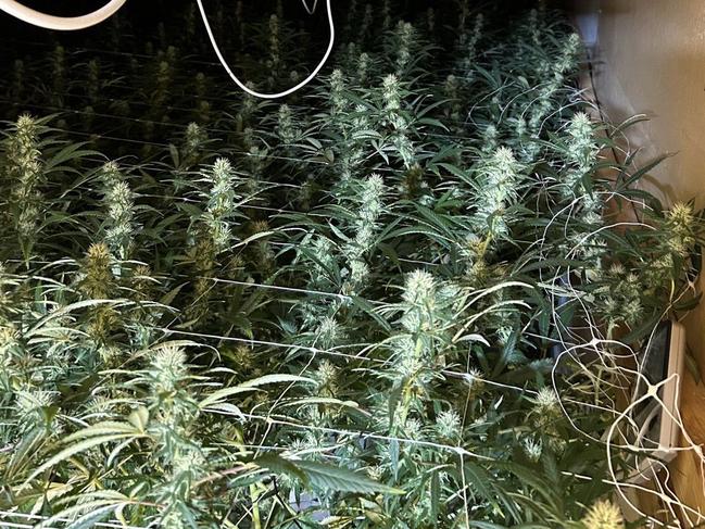 Cannabis seized from a grow house.