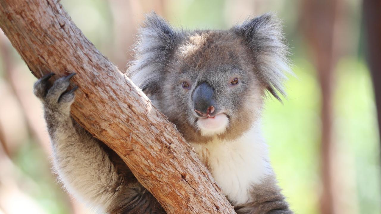 The policy at the centre of the political turmoil moved the number of trees considered core koala habitat from about 10 to about 120, which the Nationals said would limit farmers. Picture: Alex Coppel