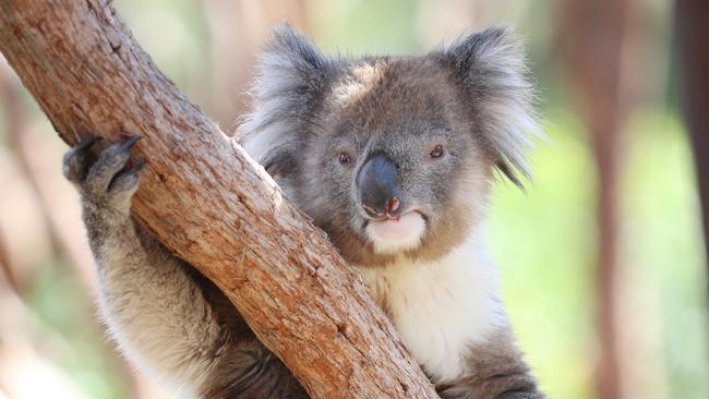 The policy at the centre of the political turmoil moved the number of trees considered core koala habitat from about 10 to about 120, which the Nationals said would limit farmers. Picture: Alex Coppel