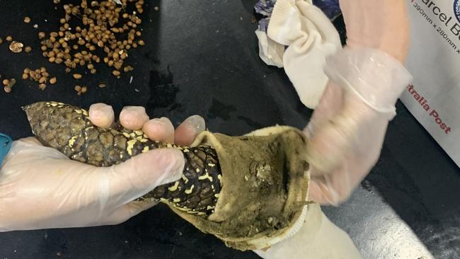 One of the reptiles being removed from a faeces-encrusted sock. Picture: DCCEEW