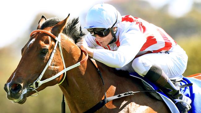 Deep Field has been hailed as a superstar ahead of the Lightning Handicap at Royal Randwick.