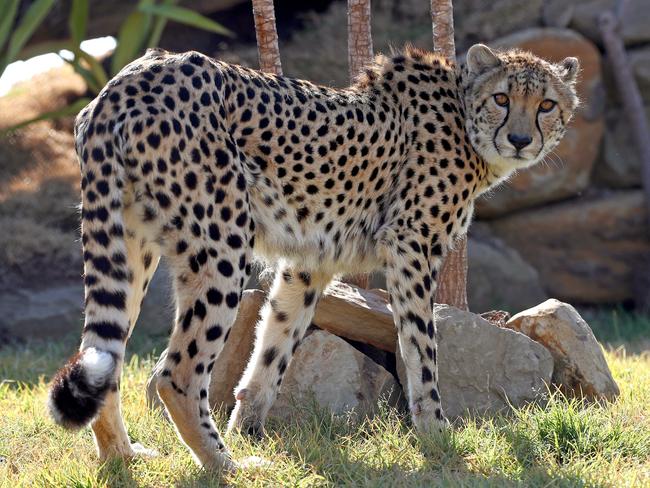 First look at the lion and cheetah enclosures inside Sydney Zoo in Bungarribee in Sydney's west, the first zoo to open in Sydney in over 100 years. Male Cheetahs Akiki and Obi get familiar with their new surrounds. Picture: Toby Zerna