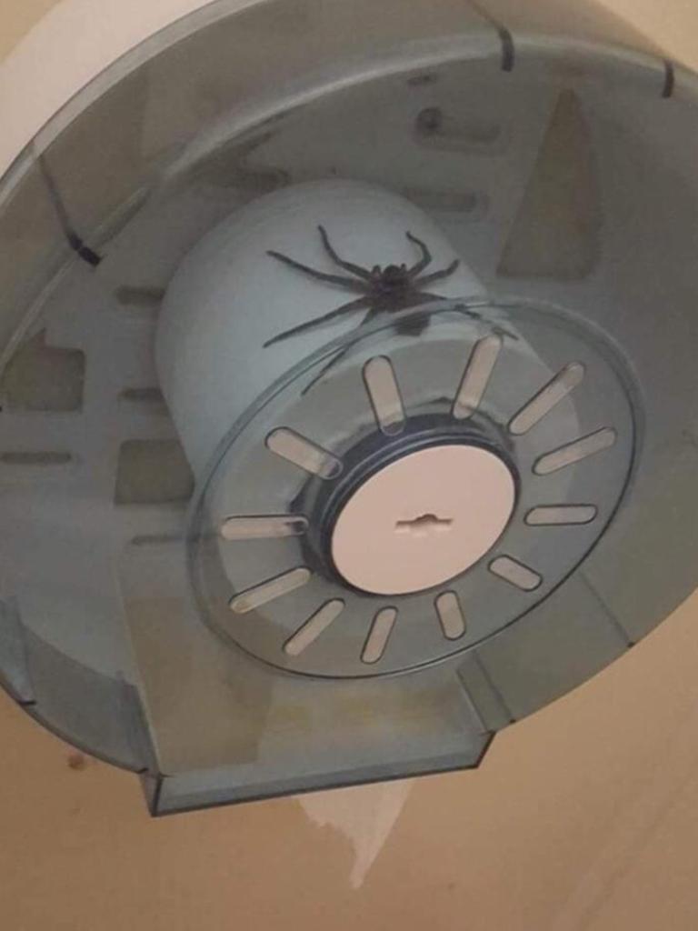 A terrifying photo has emerged online of a huge huntsman spider sitting inside the toilet paper holder at a public bathroom. Picture: Reddit