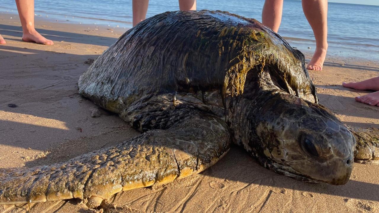 Why are so many sea turtles washing up on the Qld coast? | The Courier Mail