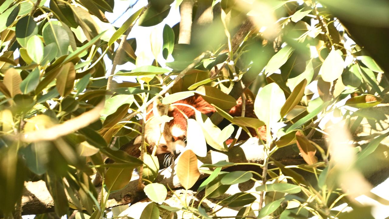 Ravi the red panda in a tree in Botanic Park outside the zoo. Picture: Morgan Sette