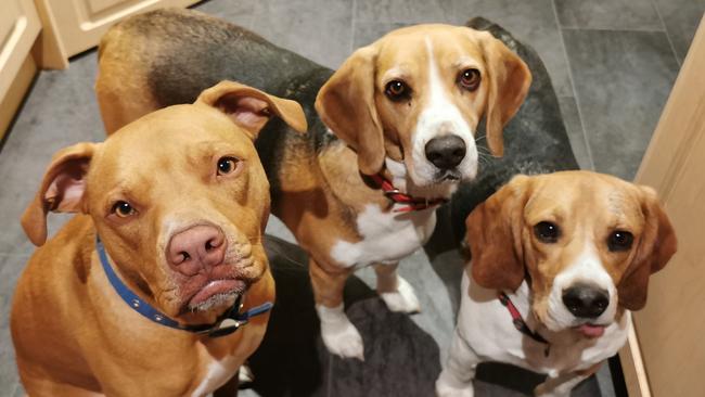 Tassie's Pawfect Pairs | Cherridan Allie: FL. Falyn O'Flanagan, Mr Beags & Barney-B