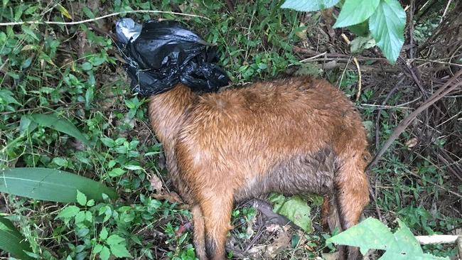 RSPCA Queensland are appealing for information after a goat was found with a black plastic bag over its head and its mouth and nostrils taped shut in Currumbin. Photo: RSPCA QLD