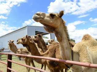 Camel at the Australian Wild Camel Corporation and Australia's largest camel dairy farm at Harrisville. Picture: David Nielsen