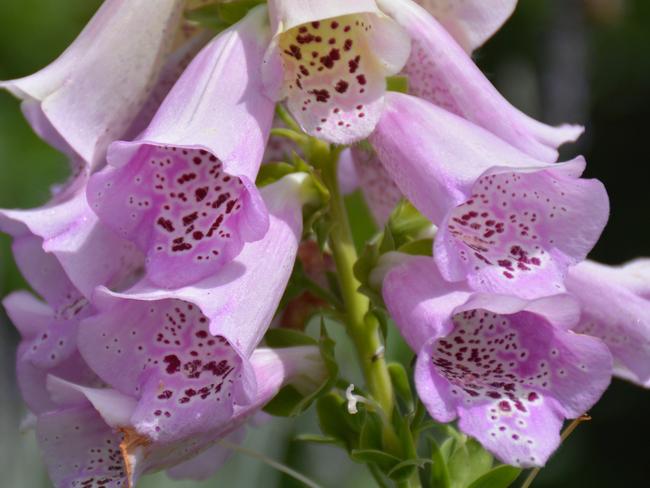 Foxglove,jpg: Foxgloves have gone from cute cottage plant to a devastating and unwelcome new weed. Photo Sue Tapping