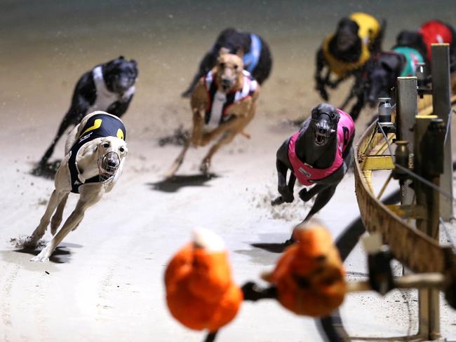 The Greyhound Racing Industry Alliance has launched a Supreme Court challenge to try to strike out the report that led to the ban / Picture: Stephen Cooper