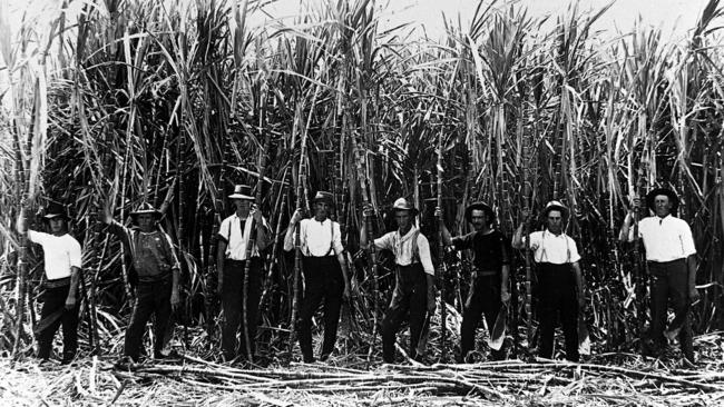 Cane cutters at Benowa circa 1910.