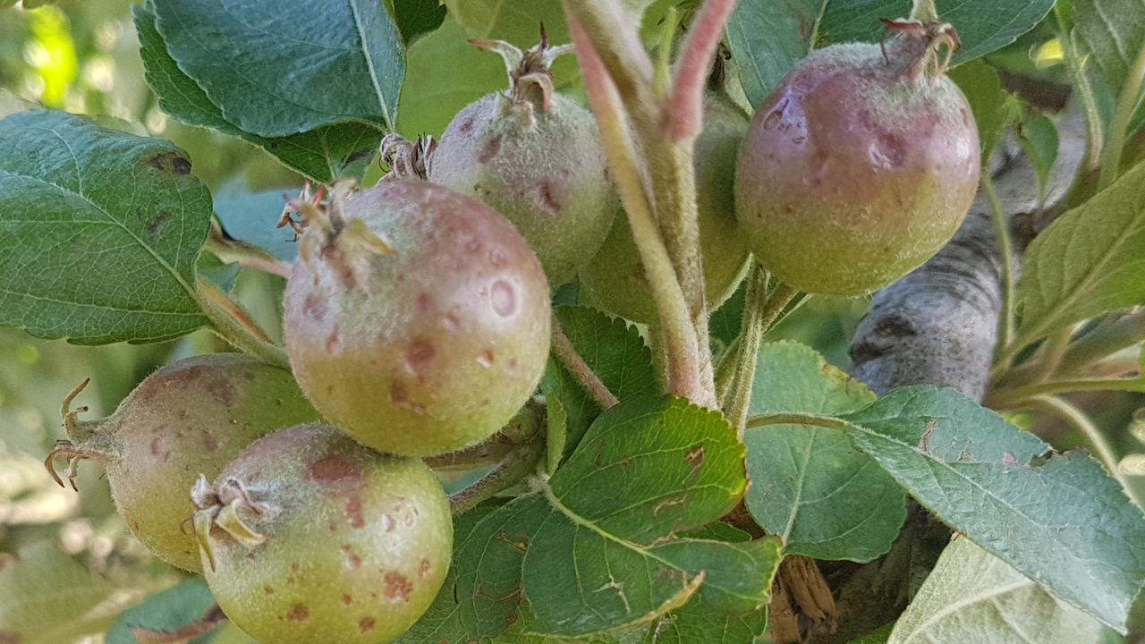 Hail-damaged apples in the Adelaide Hills. Pic: Supplied.