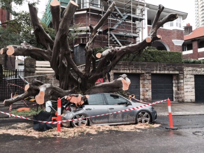 A large tree squashed a car in Darling Point Rd. Picture: Supplied