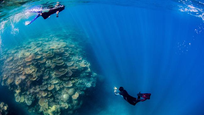 Photographing corals for the Great Reef Census. Picture: Nicole McLachlan