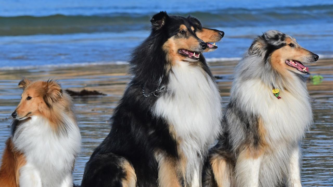 Collies and their owners on Torquay beach. Picture: Stephen Harman