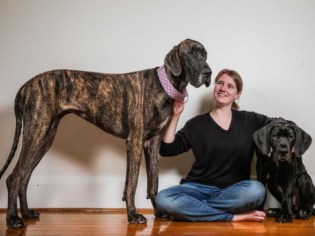 Great dane hot sale apartment dogs