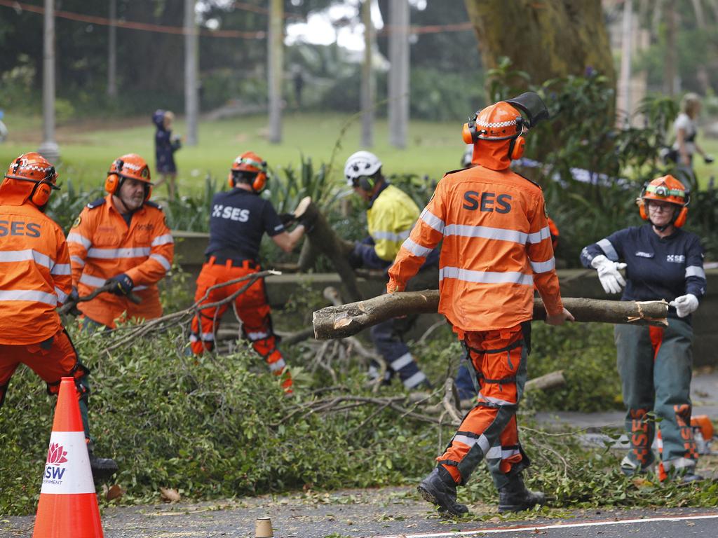 A large fig tree fell in Sydney’s Hyde Park on Friday, blocking traffic on Elizabeth Street. Picture: NewsWire / John Appleyard