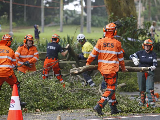 A large fig tree fell in Sydney’s Hyde Park on Friday, blocking traffic on Elizabeth Street. Picture: NewsWire / John Appleyard