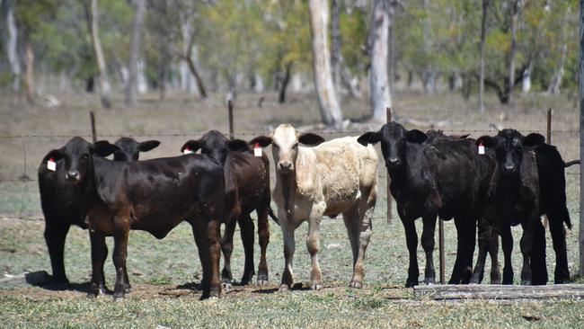 China is not an essential part of Australia’s beef exports according to Michael Shoebridge. Picture: Lillian Watkins